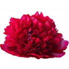 Peonija  `Red Grace`
